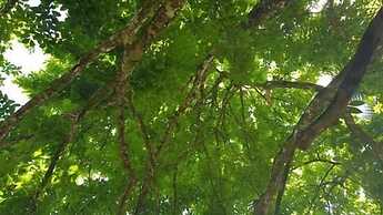 360 Rainforest