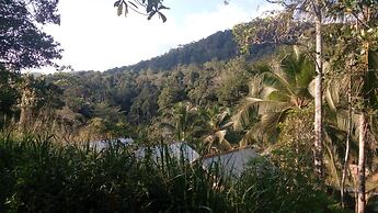 360 Rainforest