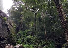 360 Rainforest