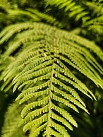 Pousada Estrelas da Babilonia