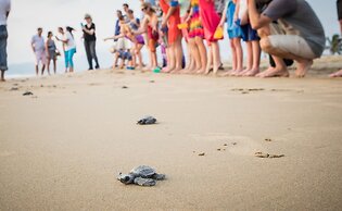 Marea Beachfront Villas