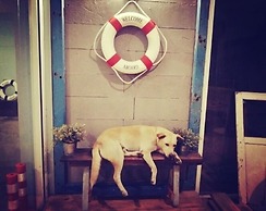 Sattahiptale Boutique Guest House & Hostel