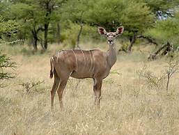 Kalahari Farmstall - Accommodation and Campground