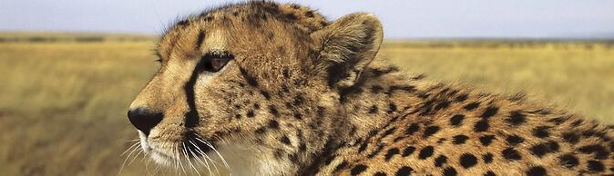 Cheetah View