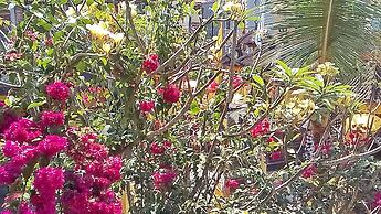 Arjuna Homestay Ubud