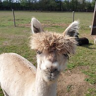 The Alpaca B&B