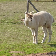 The Alpaca B&B
