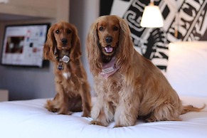 Radisson RED V&A Waterfront, Cape Town