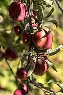 Equs Posada de Campo