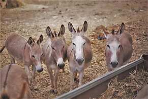 Country House S'Ozzastru