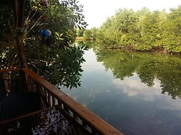 Mangroves & More