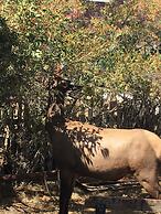 Park Hotel Yellowstone