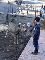 Park Hotel Yellowstone