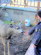 Park Hotel Yellowstone