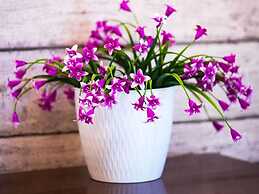 La Dolce Vita Guesthouse