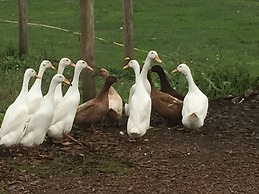 Willow Court Farm