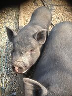 Willow Court Farm
