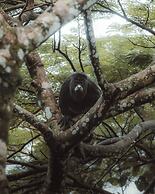 Copal Tree Lodge, a Muy'Ono Resort