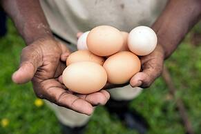 Copal Tree Lodge, a Muy'Ono Resort