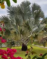 Pousada Coqueiro Beach