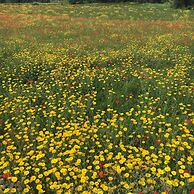 Villa Gaia Agriturismo and B&b