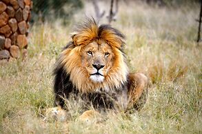 Ukutula Lodge & Game Reserve