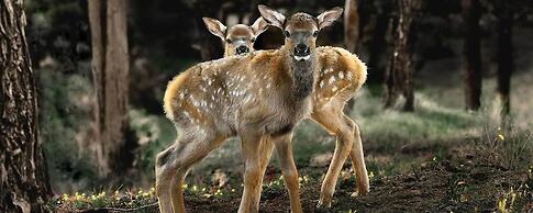 Paradise Gateway B&B and Vacation Homes