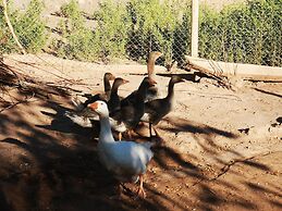 Complejo Río los Patos - Cabañas y Hostel