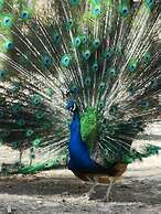 Complejo Río los Patos - Cabañas y Hostel