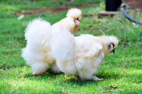 Manas Resort with Petting Zoo