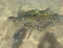 Turtles Rest and Curry Bowl