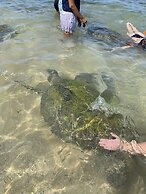 Turtles Rest and Curry Bowl