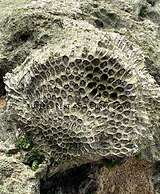 Turtles Rest and Curry Bowl