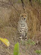 Wild Olive Tree Camp