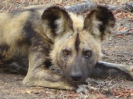 Wild Olive Tree Camp