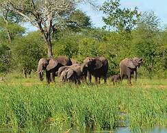 Wild Olive Tree Camp