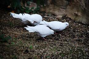 Jacobs Creek Retreat