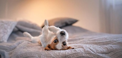 Apartamentos Palmera Beach