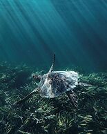 Four Seasons Resort Seychelles at Desroches Island