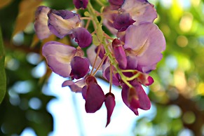 Alegre - Bussaco Boutique Hotel