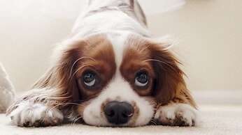 Euromotel Croce Bianca