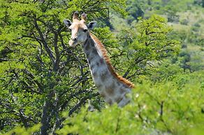 Premier Resort Mpongo Private Game Reserve