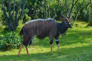 Premier Resort Mpongo Private Game Reserve