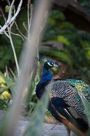 Premier Resort Mpongo Private Game Reserve