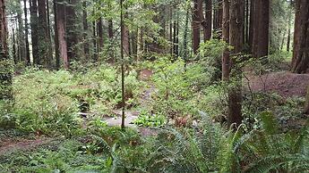 Emerald Forest Cabins