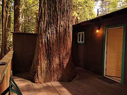 Emerald Forest Cabins