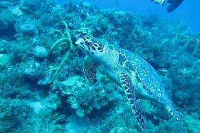 Travellers Beach Resort