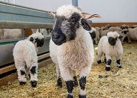 Tradition Julen Hotel