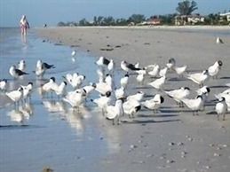Sandalfoot Beachfront Condominium