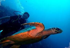 NusaBay Menjangan by WHM